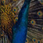 Peacock Screen - Close up of Peacock