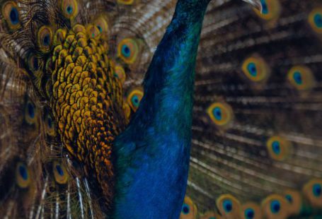 Peacock Screen - Close up of Peacock