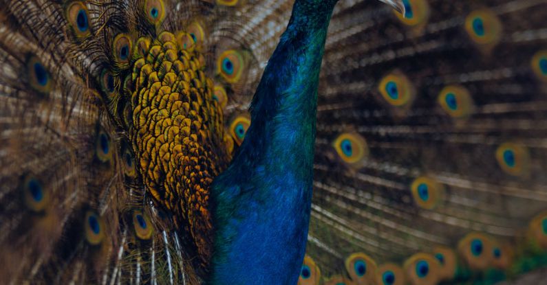 Peacock Screen - Close up of Peacock