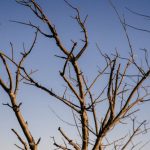 Crown Growth - Top of tree with branches without leaves in end of autumn against blue sky