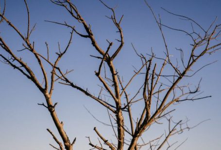 Crown Growth - Top of tree with branches without leaves in end of autumn against blue sky