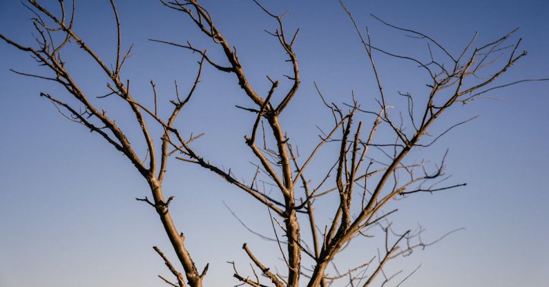 Crown Growth - Top of tree with branches without leaves in end of autumn against blue sky