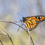 Clock Butterfly - American monarch (Danaus plexippus)