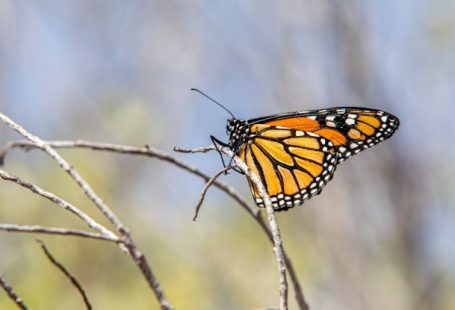 Clock Butterfly - American monarch (Danaus plexippus)