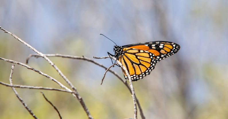 Clock Butterfly - American monarch (Danaus plexippus)