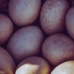 Egg Hatch - Eggs in nest in sunlight