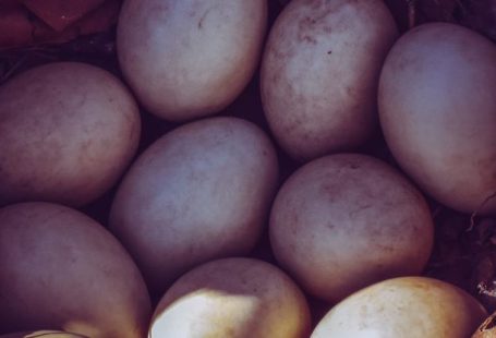Egg Hatch - Eggs in nest in sunlight