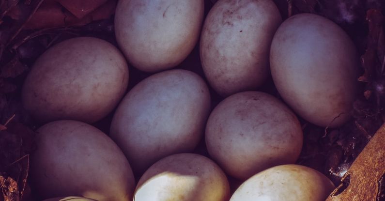 Egg Hatch - Eggs in nest in sunlight