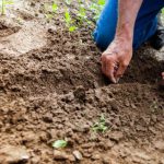 Earth Hands - Man Planting Plant