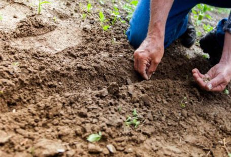 Earth Hands - Man Planting Plant