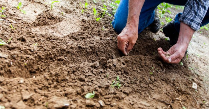 Earth Hands - Man Planting Plant