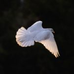 Dove Riot - A white dove flying in the air