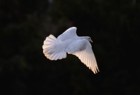 Dove Riot - A white dove flying in the air