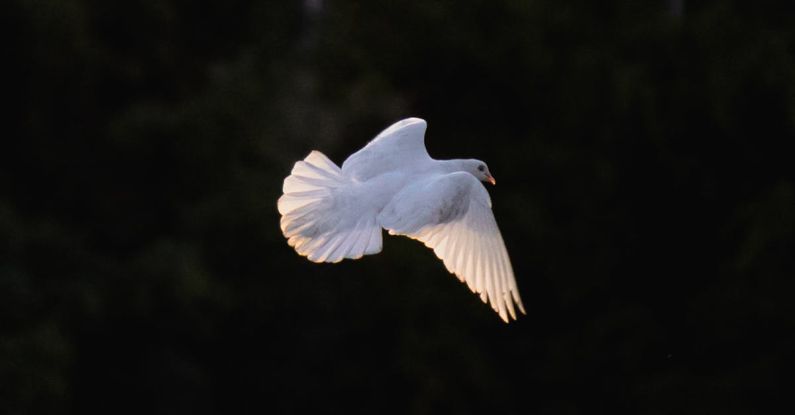 Dove Riot - A white dove flying in the air