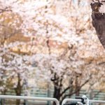 Bike Flowers - Pink Bicycle Parked Beside a Cherry Blossom Tree
