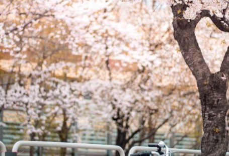 Bike Flowers - Pink Bicycle Parked Beside a Cherry Blossom Tree