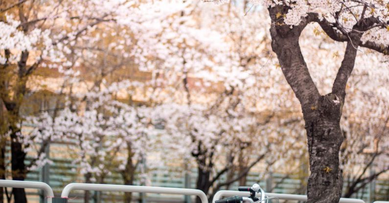 Bike Flowers - Pink Bicycle Parked Beside a Cherry Blossom Tree