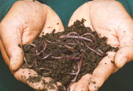 Compost Bin - Earthworms on a Persons Hand