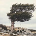 Tree Rocks - Windswept Tree
