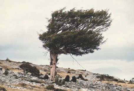 Tree Rocks - Windswept Tree