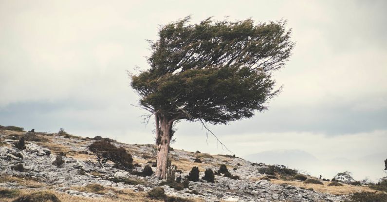 Tree Rocks - Windswept Tree