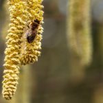 Bee Flower - Haselnuss