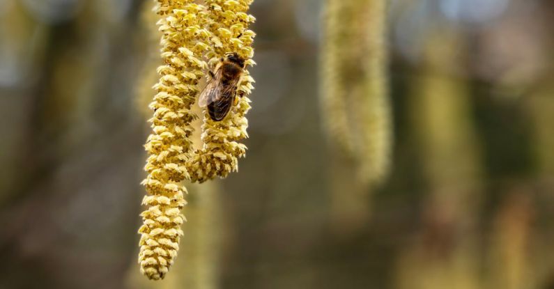 Bee Flower - Haselnuss
