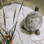 Turtle Straw - Turtle on a Rock by a Green Pond
