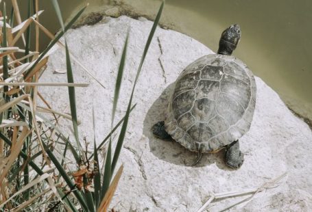 Turtle Straw - Turtle on a Rock by a Green Pond