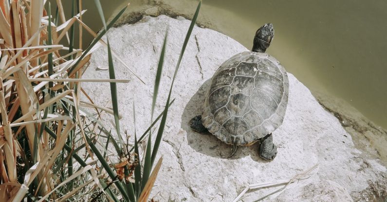 Turtle Straw - Turtle on a Rock by a Green Pond