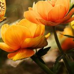 Butterfly Garden - Orange Flower With Butterfly