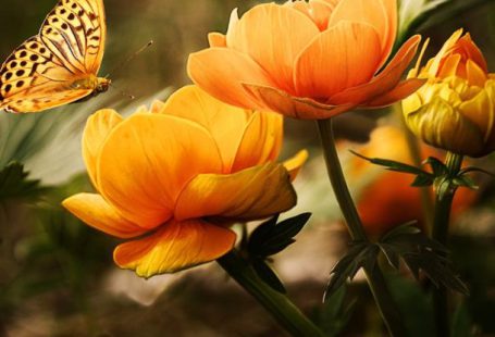 Butterfly Garden - Orange Flower With Butterfly