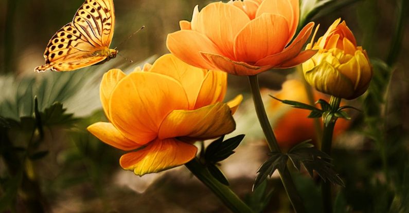 Butterfly Garden - Orange Flower With Butterfly
