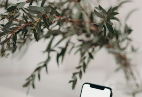 Phone Plant - Photo of Smartphone Near Decorative Plant