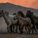 Running Sunrise - Herd of Horses Running Across the Prairie