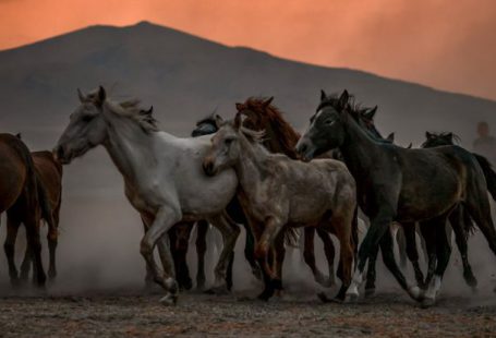 Running Sunrise - Herd of Horses Running Across the Prairie