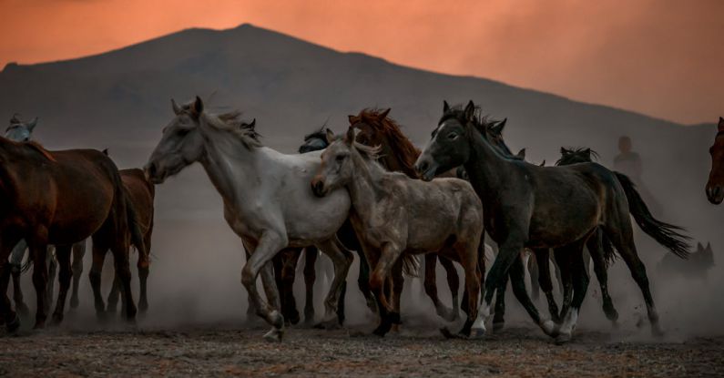 Running Sunrise - Herd of Horses Running Across the Prairie